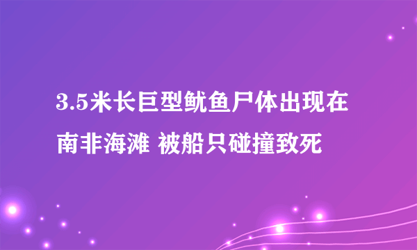 3.5米长巨型鱿鱼尸体出现在南非海滩 被船只碰撞致死