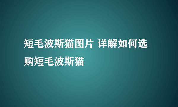 短毛波斯猫图片 详解如何选购短毛波斯猫