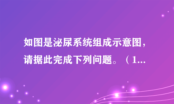 如图是泌尿系统组成示意图，请据此完成下列问题。（1）泌尿系统中形成尿液的器官是[______]______。（2）血液在人体内不断地流动，尿液也在不断地形成，而尿液的排出却是间歇的，这主要是因为[______]______有暂时贮存尿液的功能。（3）一个健康人每天形成原尿约150升，而每天排出的尿液一般约为1.5升，这是由于肾小管具有 ______的功能。（4）人体中尿素含量最少的血液存在的血管是 ______。（填字母）A.肺静脉B.下腔静脉C.肾动脉D.肾静脉